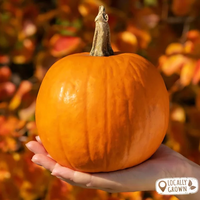 Pumpkins and gourds are here!🎃✨

 From adorable mini pumpkins to grand, festive ones, we have all the varieties you need to celebrate fall.🍂 

Tap the link in our bio to shop now!
.
.
.
.
#SupportLocal #ShopSmallBusiness #FreshMidwest #GroceryDelivery #OnlineGrocery #DeliveryService #FoodDelivery #DoorStepDelivery #OnlineGroceryShopping #NoContactDelivery #ShopSmall #SmallBusiness #ShopLocal #LocalDelivery #InstaFood #DinnerIdeas #FoodGram #HomeCooking #midwest #chicago #Wisconsin #picoftheday #mealkit #dinner #healthydinner #Localproduce #pumpkins